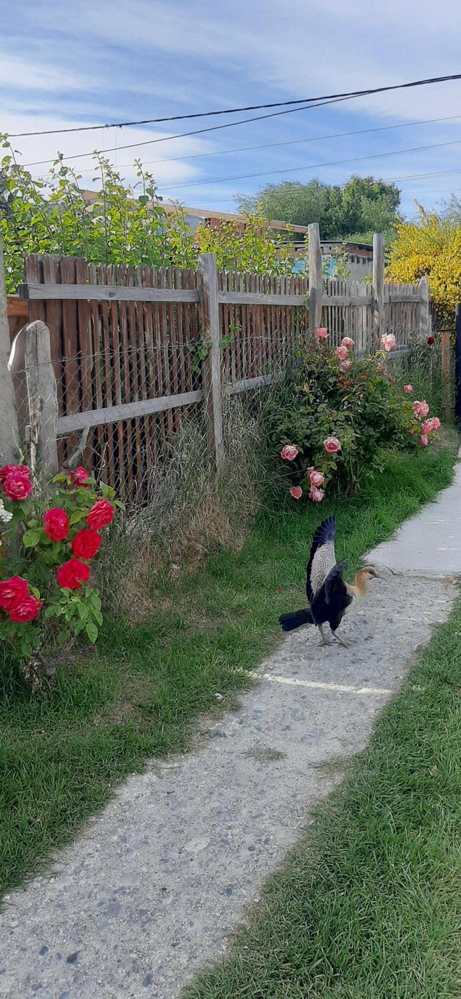 Departamentos Mawer Daire El Calafate Dış mekan fotoğraf