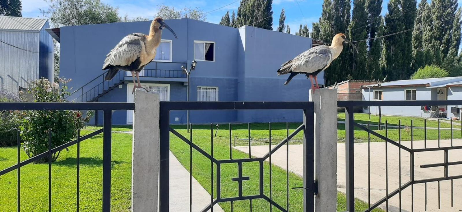Departamentos Mawer Daire El Calafate Dış mekan fotoğraf